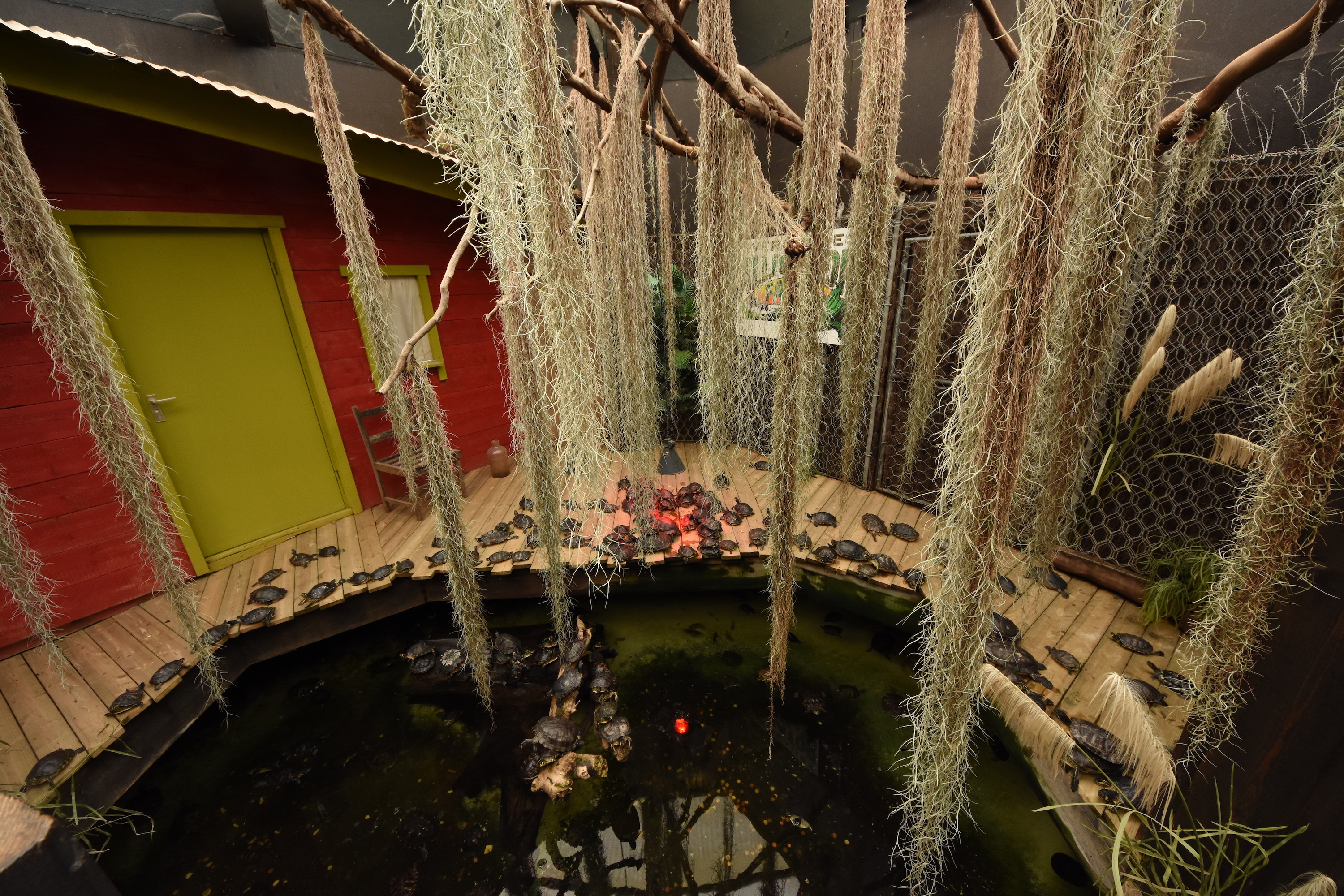 Mersus Emergo - Turtle and Alligator