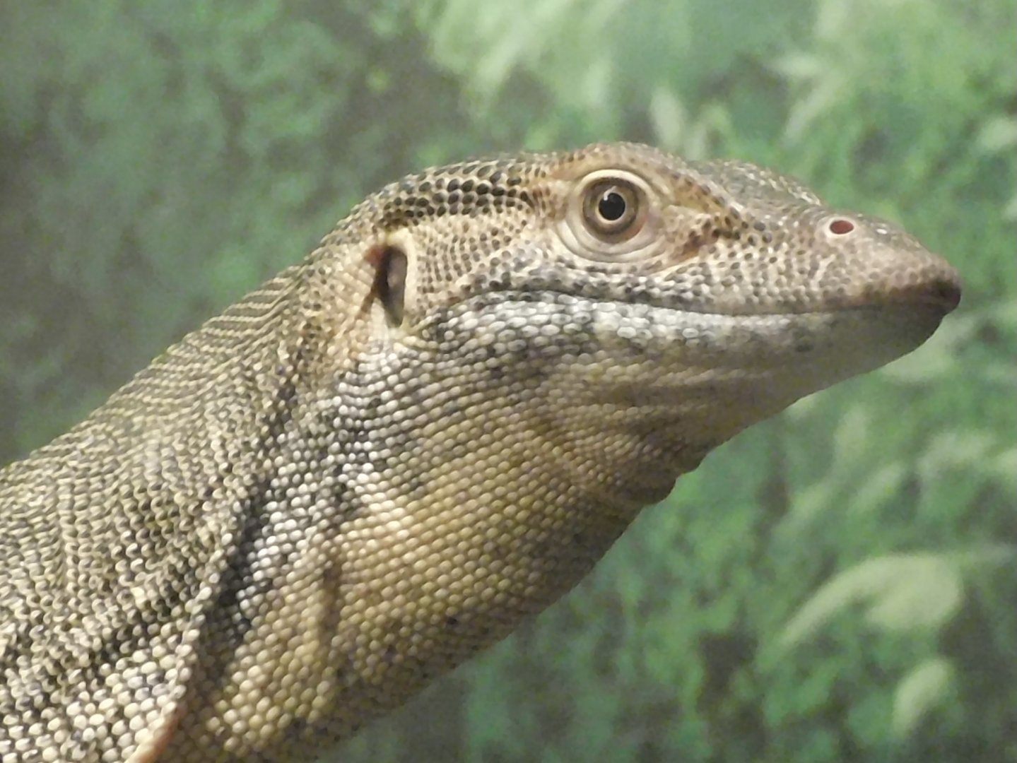 Mertans water monitor