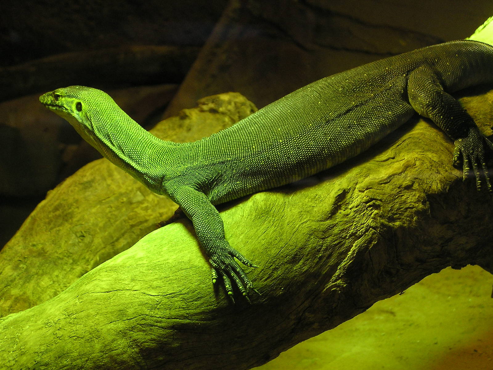 Merten`s water monitor/ Varanus mertensi