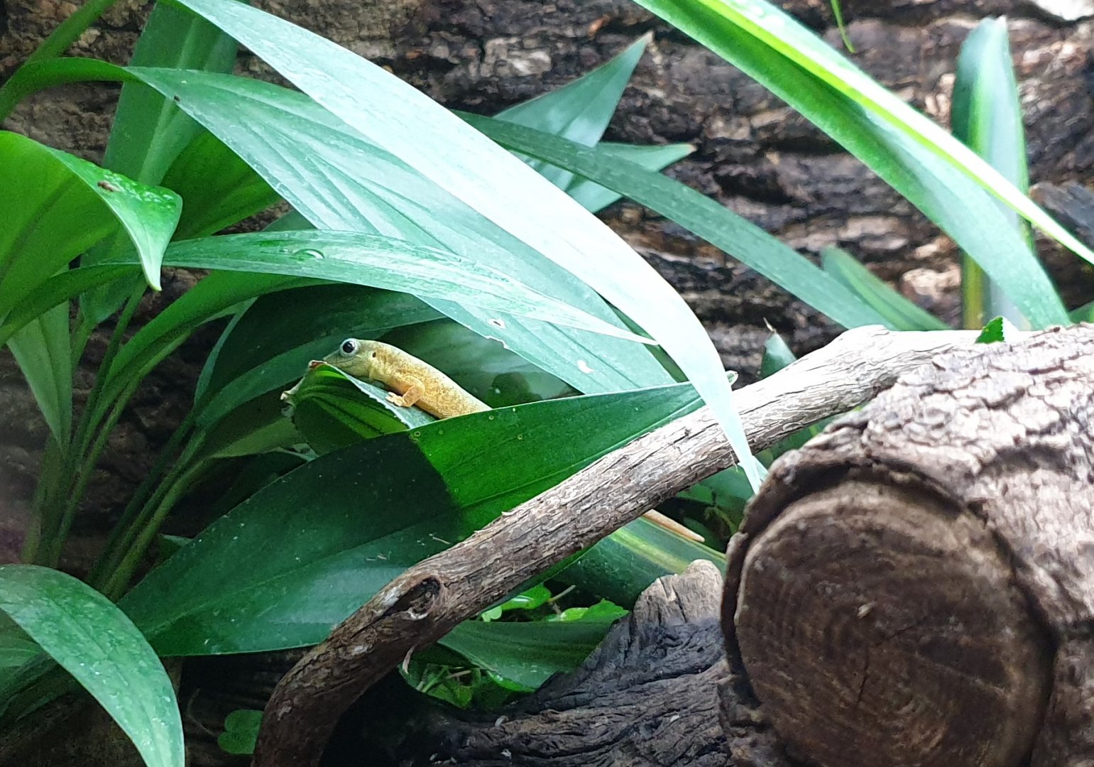 Merten's day-gecko - Phelsuma robertmertensi