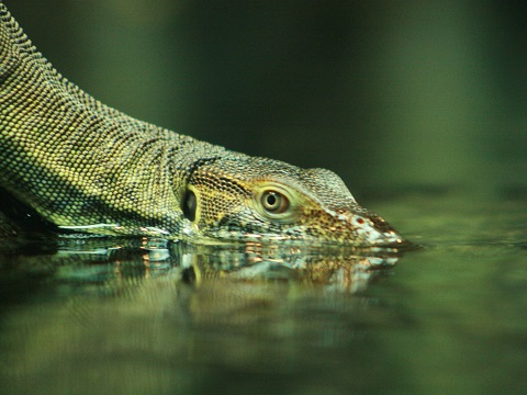Mertens`s Water Monitor