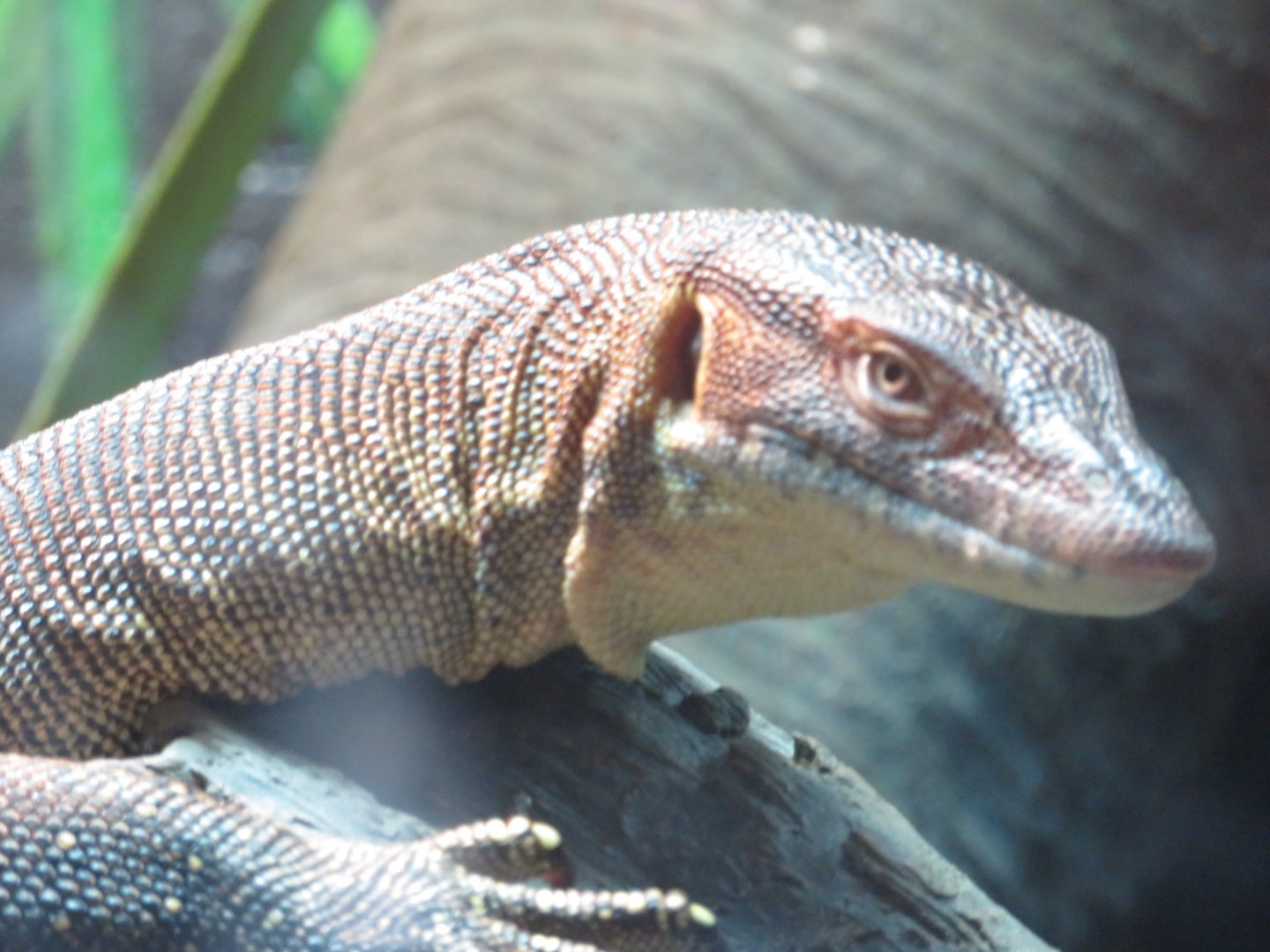 Mertens Water Monitor  (2019)