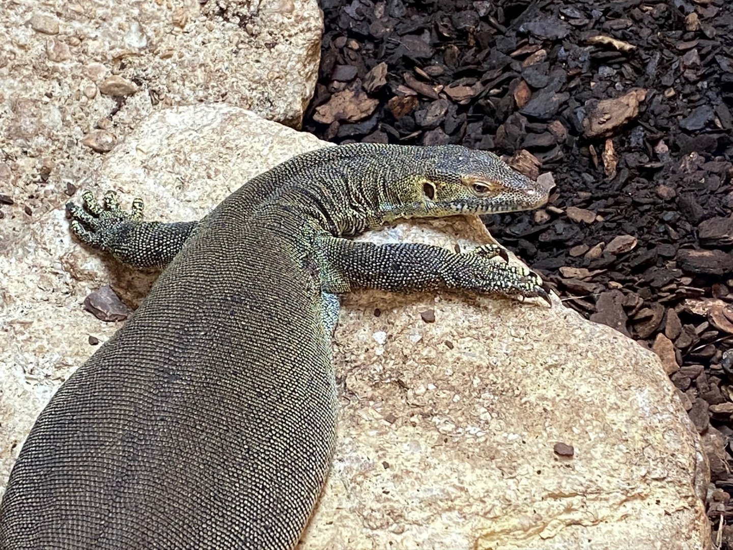 Mertens’ water monitor 231119