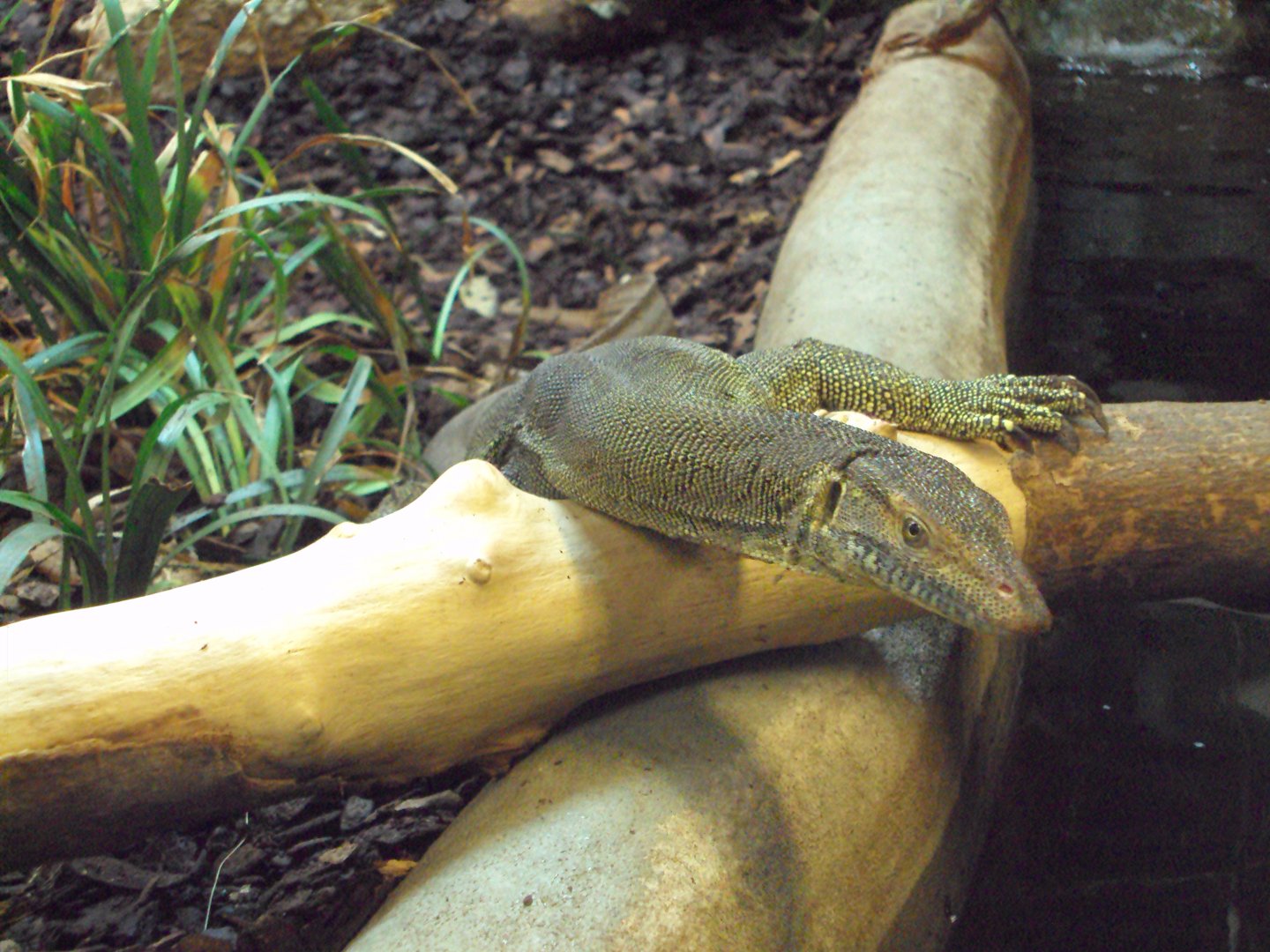 Merten's Water Monitor 31/10/2019