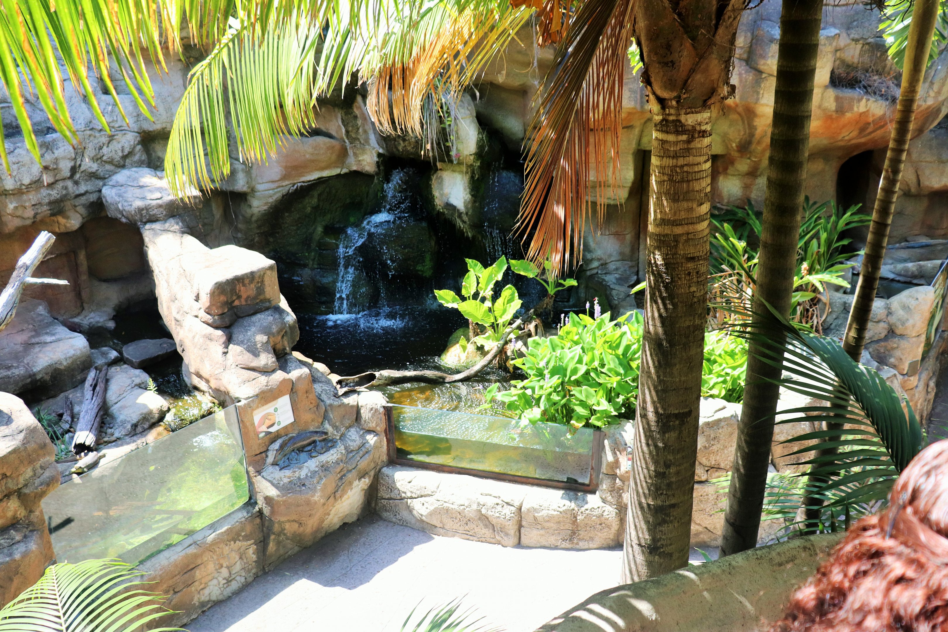 Merten's Water Monitor and Lungfish Enclosures