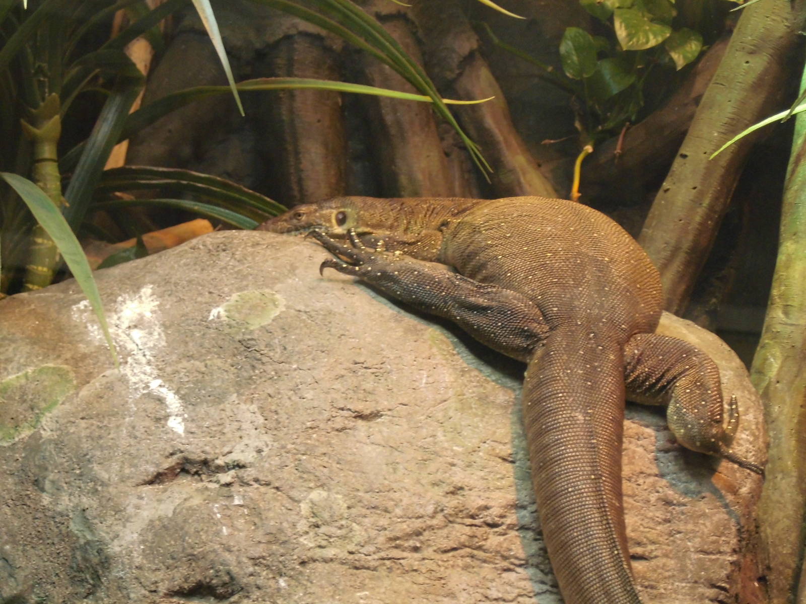 Mertens' Water Monitor at Bronx zoo 2014-12-27