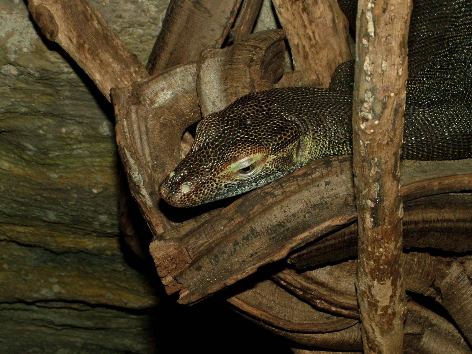 Mertens' Water Monitor at Dvur Kralove, 27/08/12
