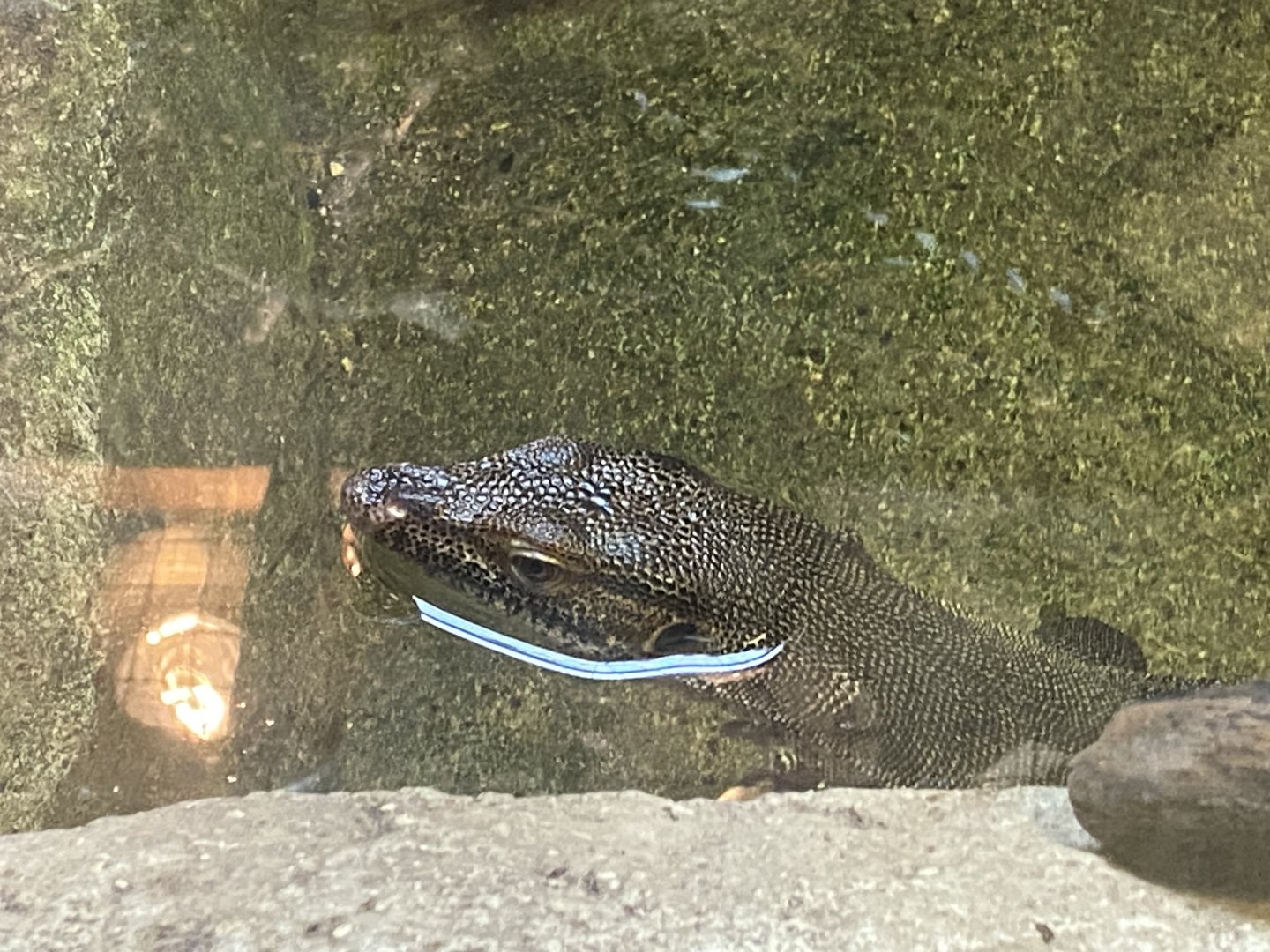 Mertens’ water monitor close up