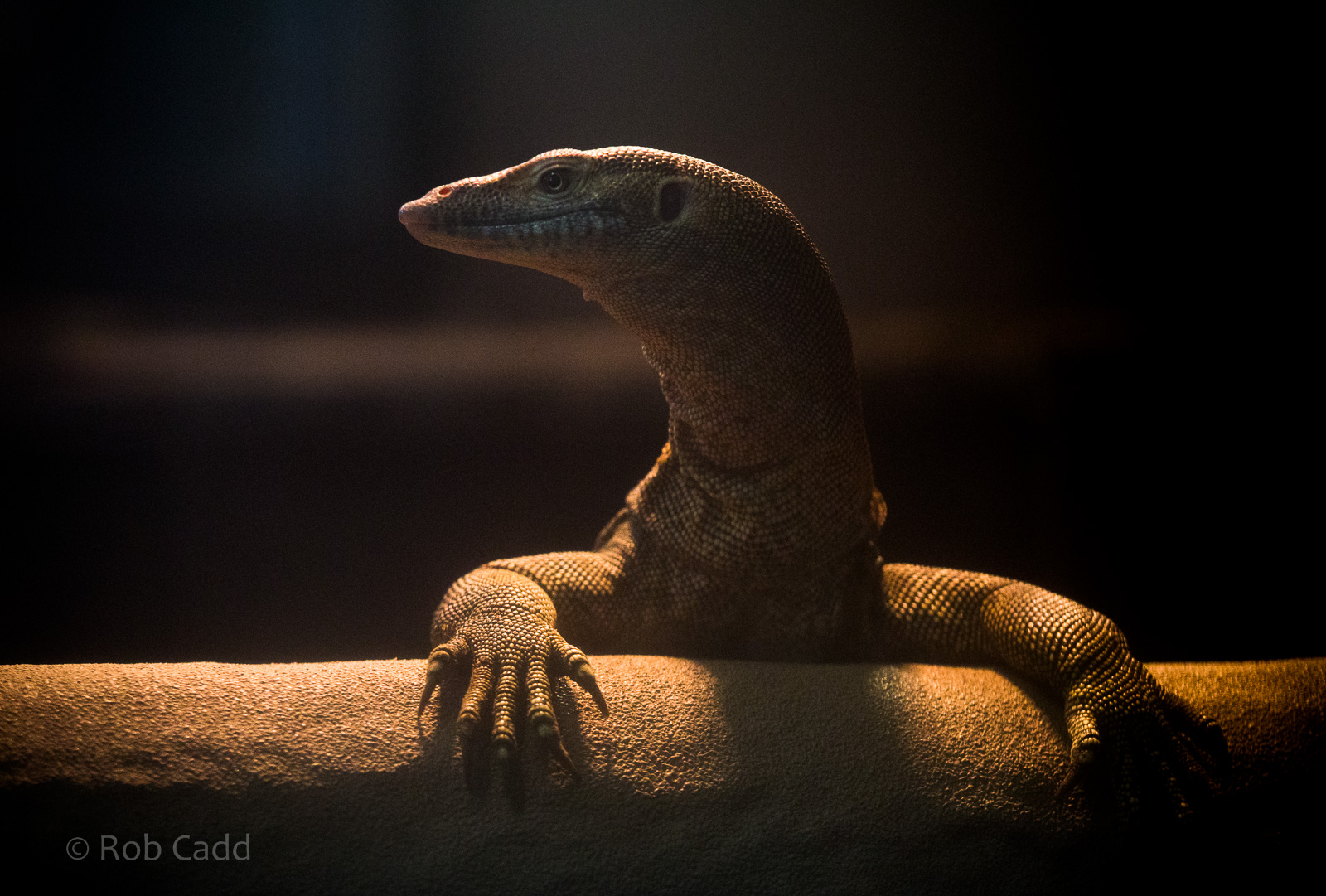 Mertens water monitor : Crocodiles of the World : 14 Nov 2014