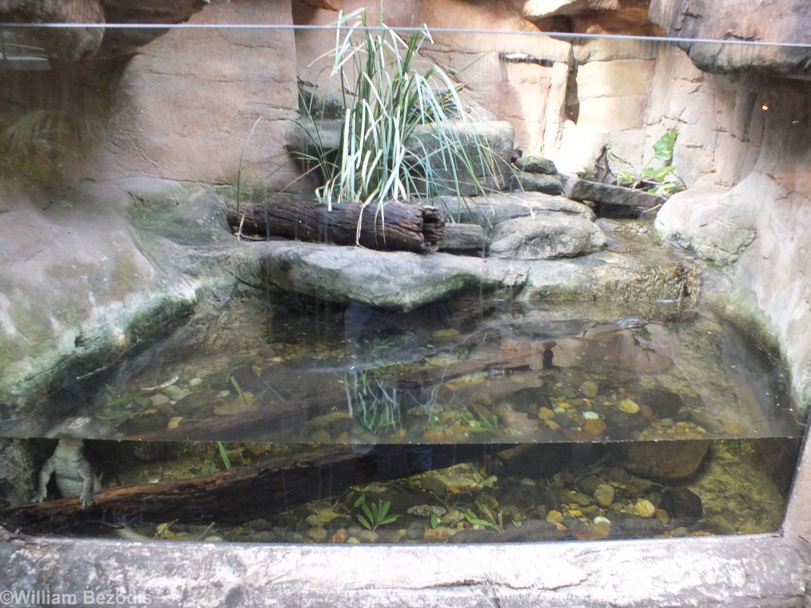 Merten's Water Monitor Enclosure