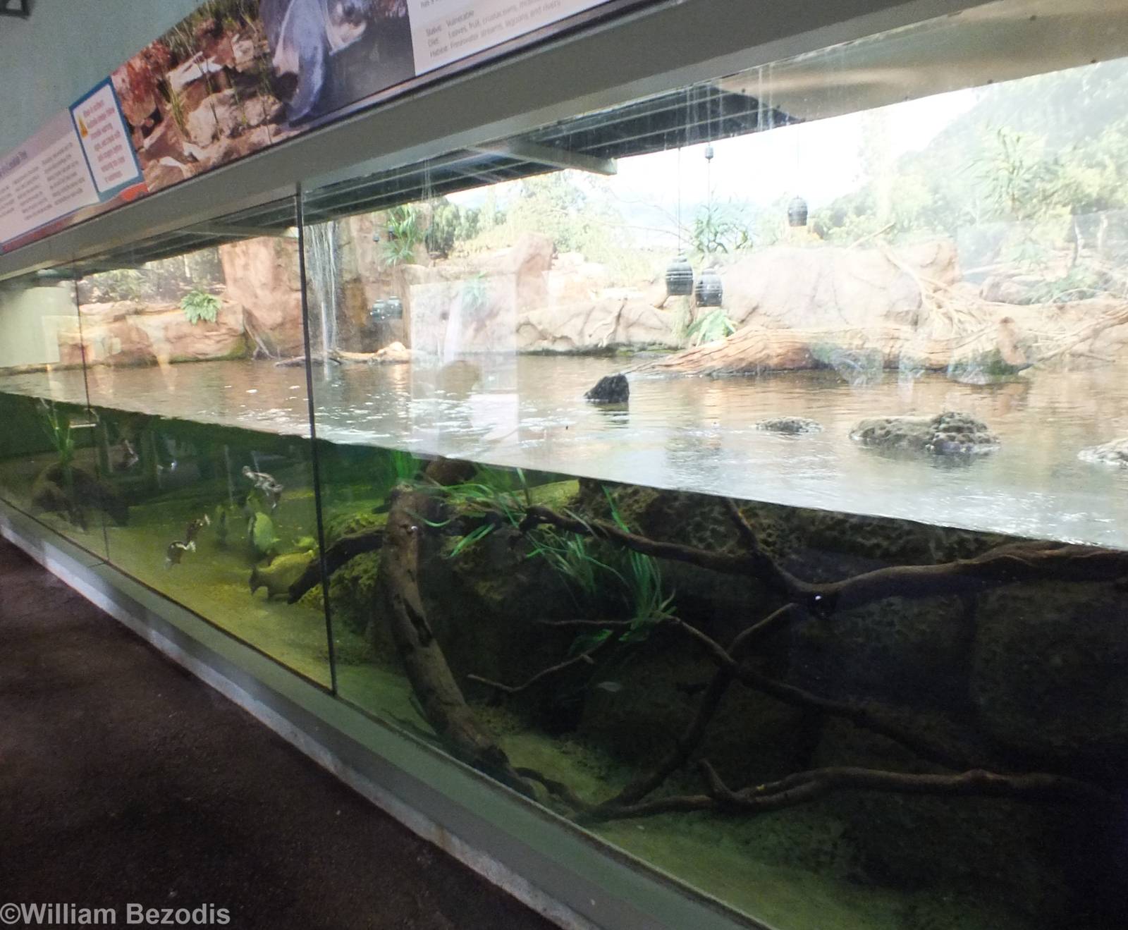 Merten's Water Monitor Enclosure
