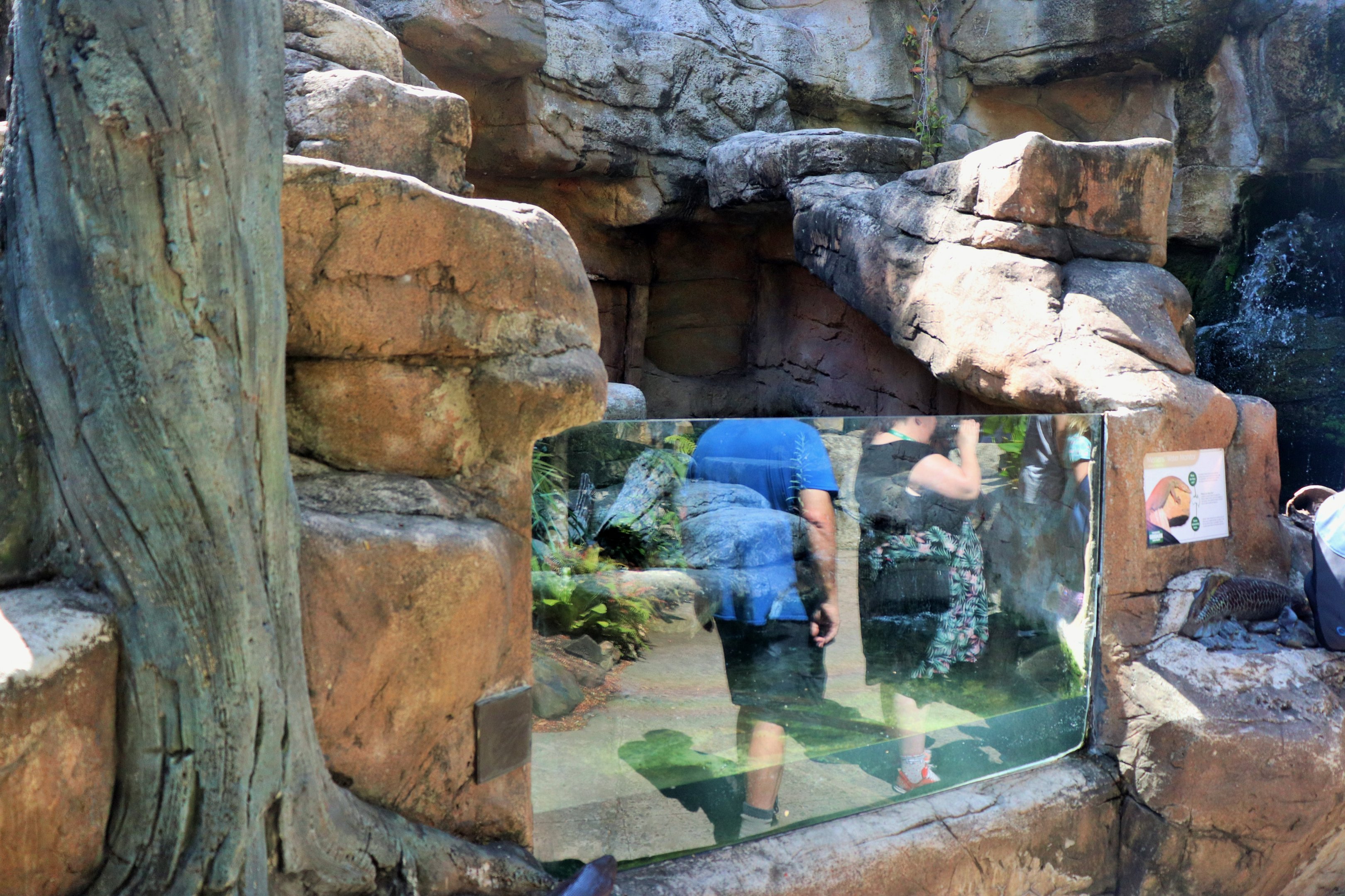 Merten's Water Monitor Enclosure