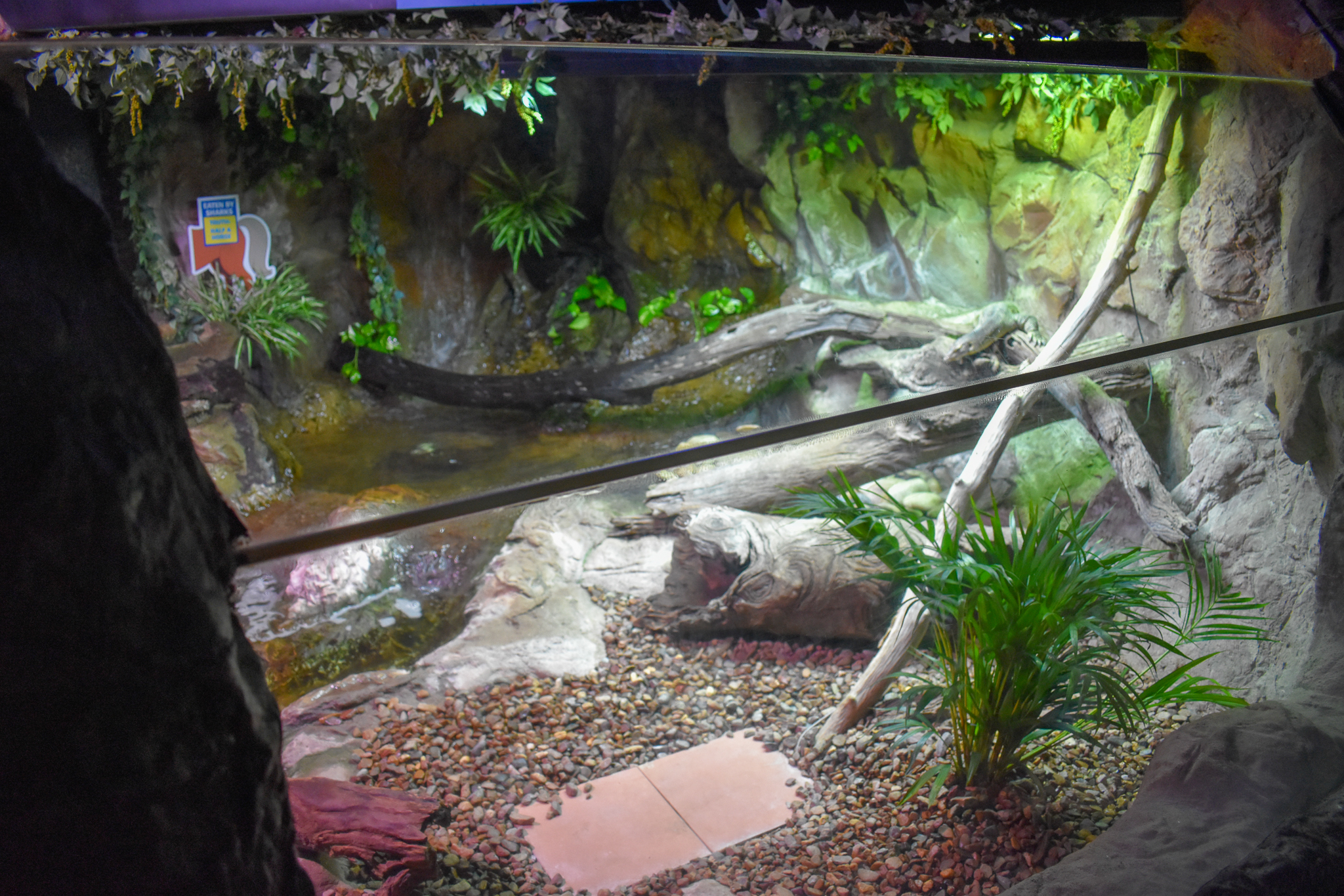 Merten's Water Monitor Enclosure