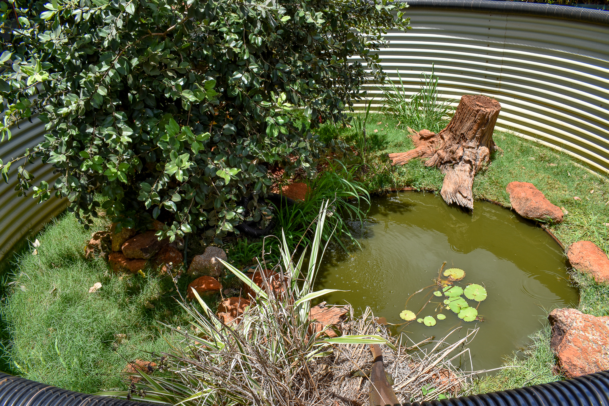 Merten's Water Monitor Enclosure