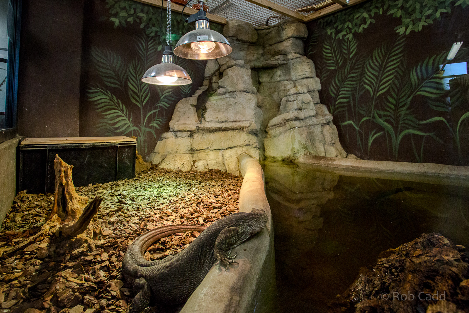 Mertens water monitor (exhibit) : Crocodiles of the World : 14 Nov 2014