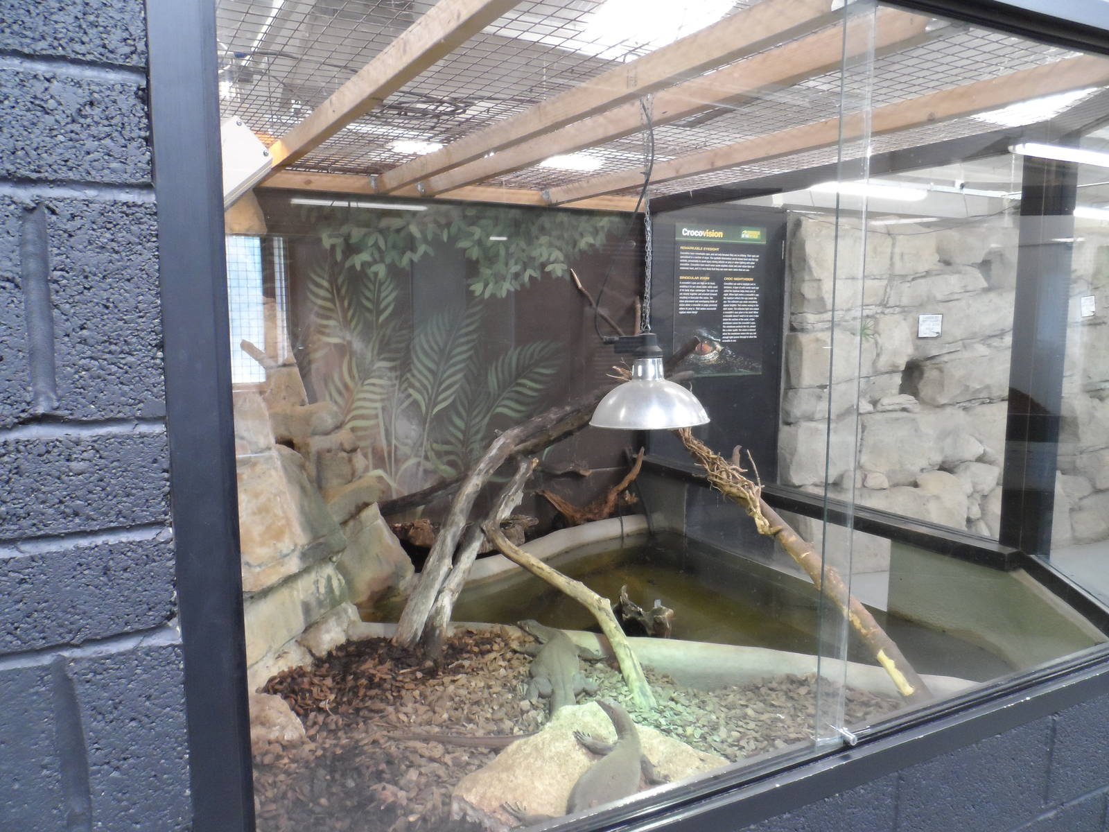 Mertens' Water Monitor Exhibit