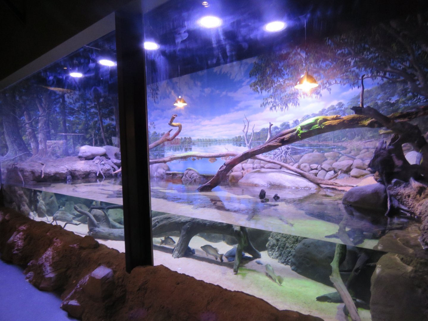 Mertens water monitor exhibit