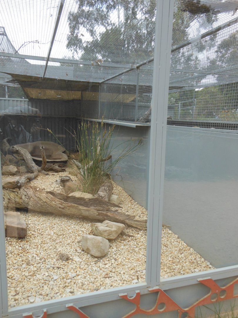 Mertens' Water Monitor exhibit