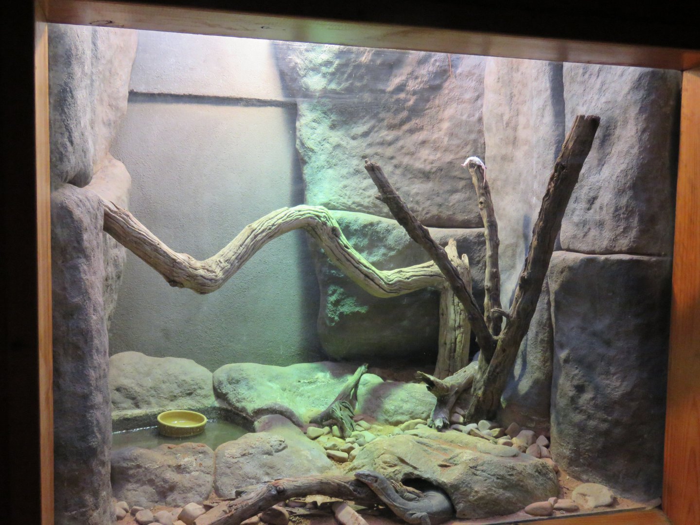 Merten's Water Monitor Exhibit