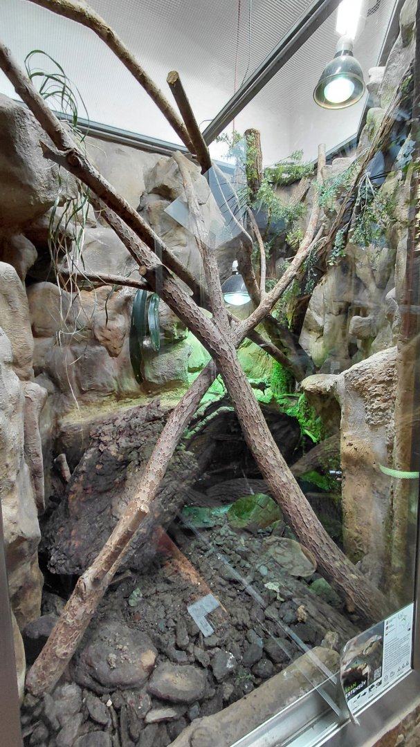 Merten's water monitor exhibit