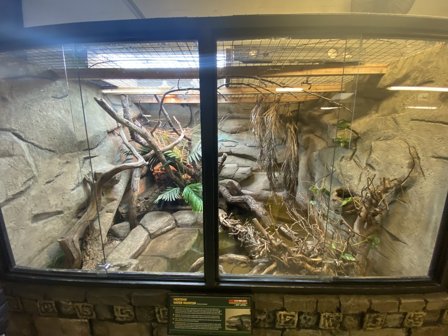 Mertens’ water monitor exhibit