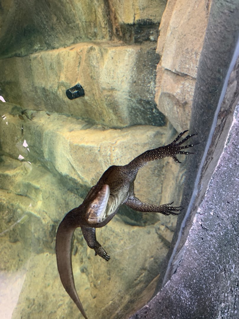 Mertens water monitor in new arc building