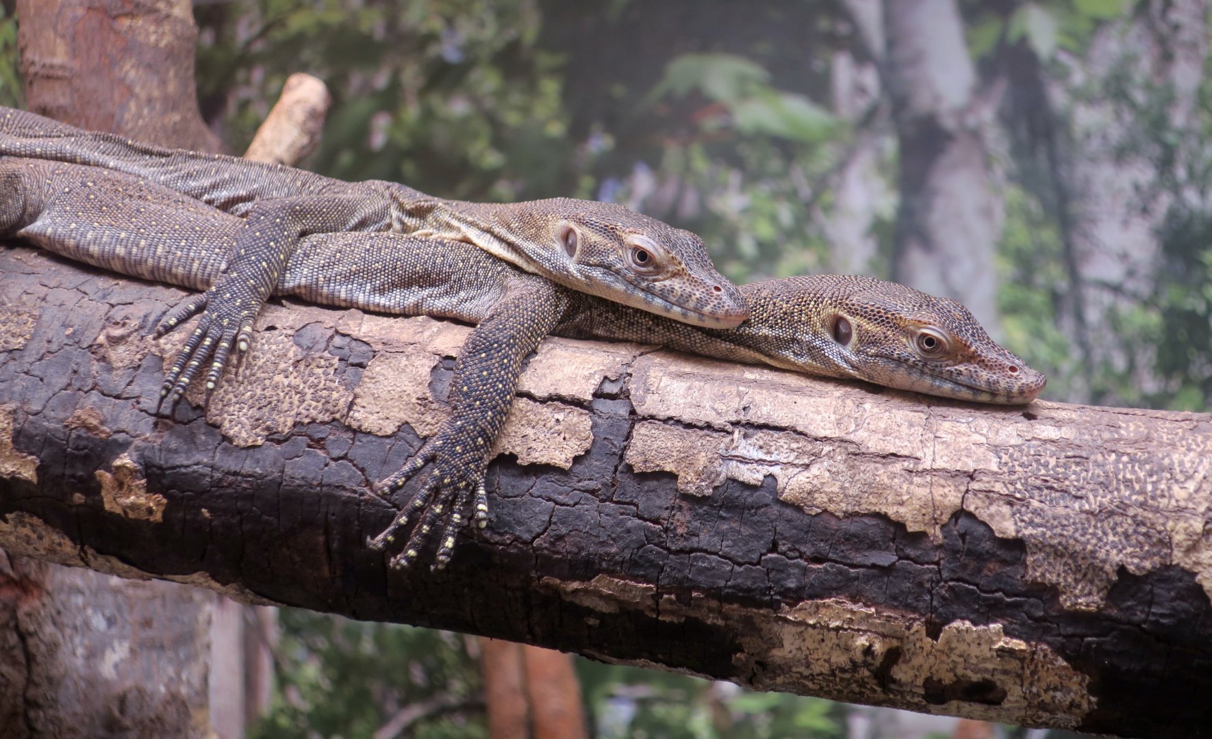 Mertens Water Monitor (Varanus mertensi) juveniles