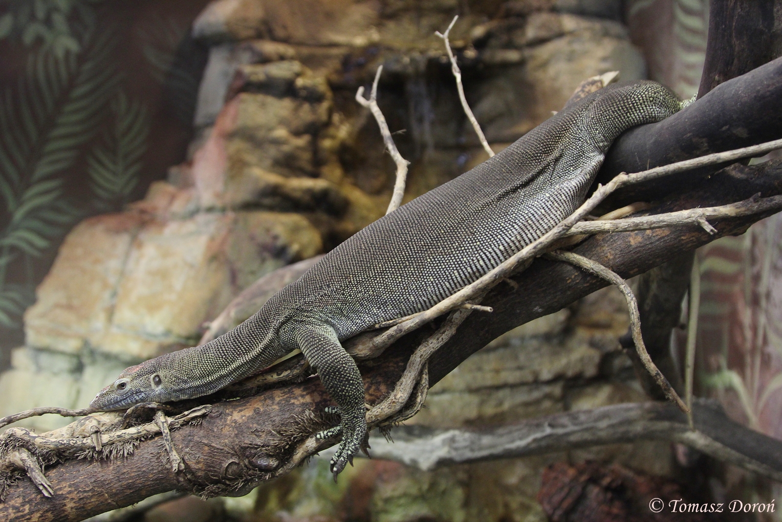 Mertens Water Monitor (Varanus mertensi) May 2016