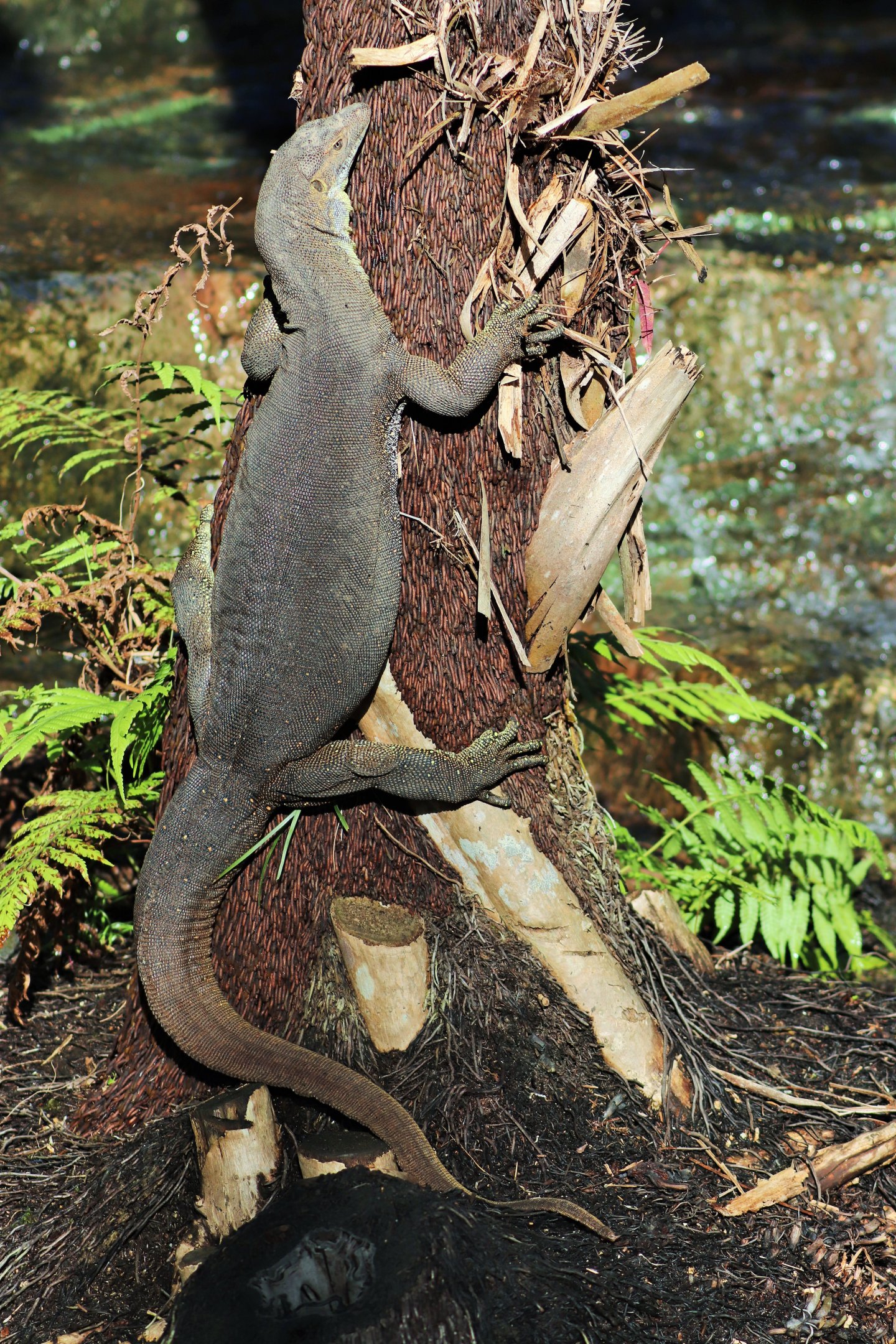 Mertens' Water Monitor (Varanus mertensi)