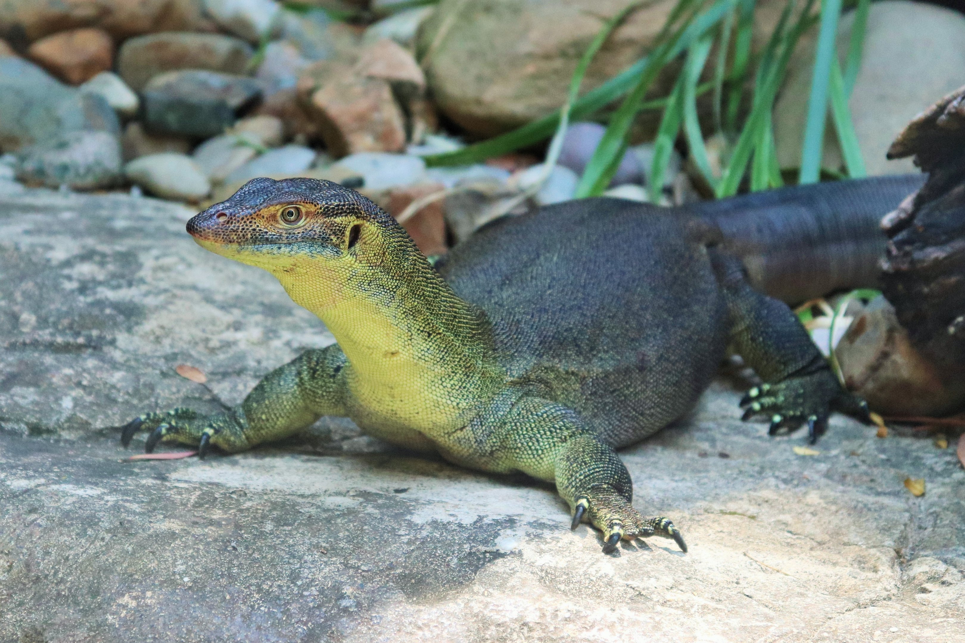 Merten's Water Monitor (Varanus mertensi)