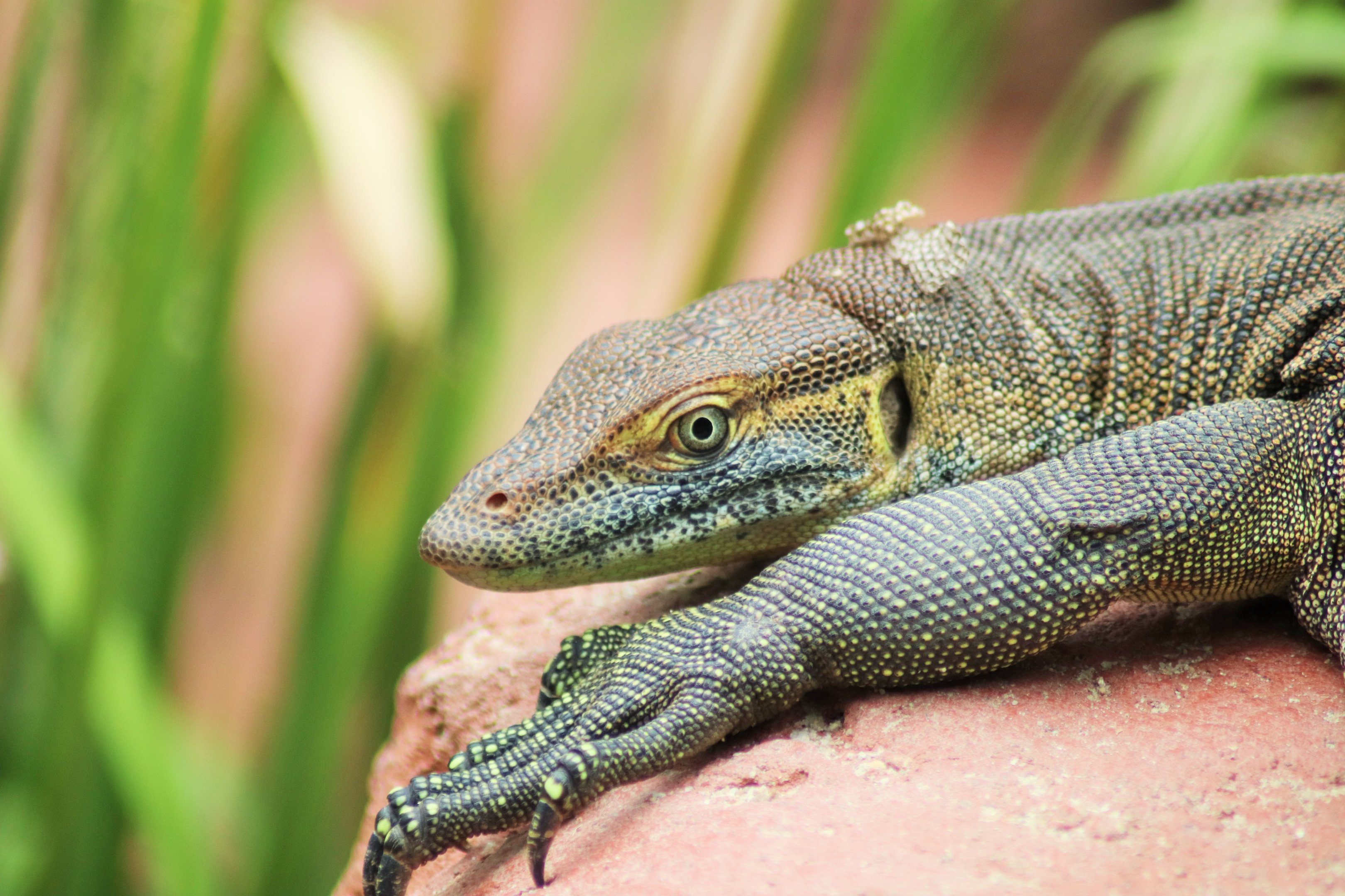 Mertens' Water Monitor (Varanus mertensi)