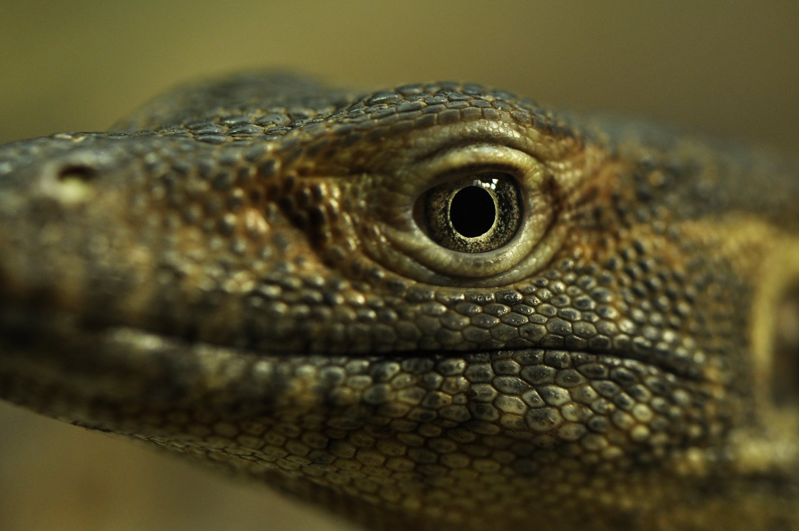 Mertens water monitor (Varanus mertensi)