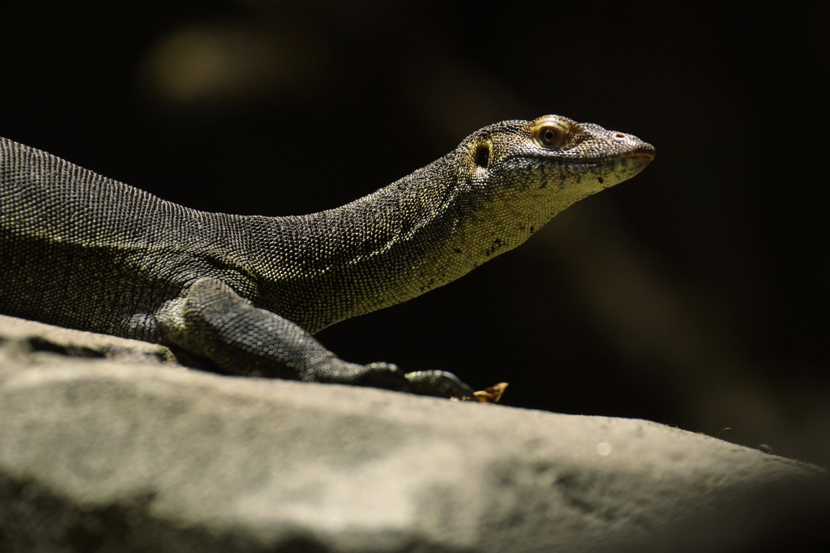 Mertens water monitor (Varanus mertensi)