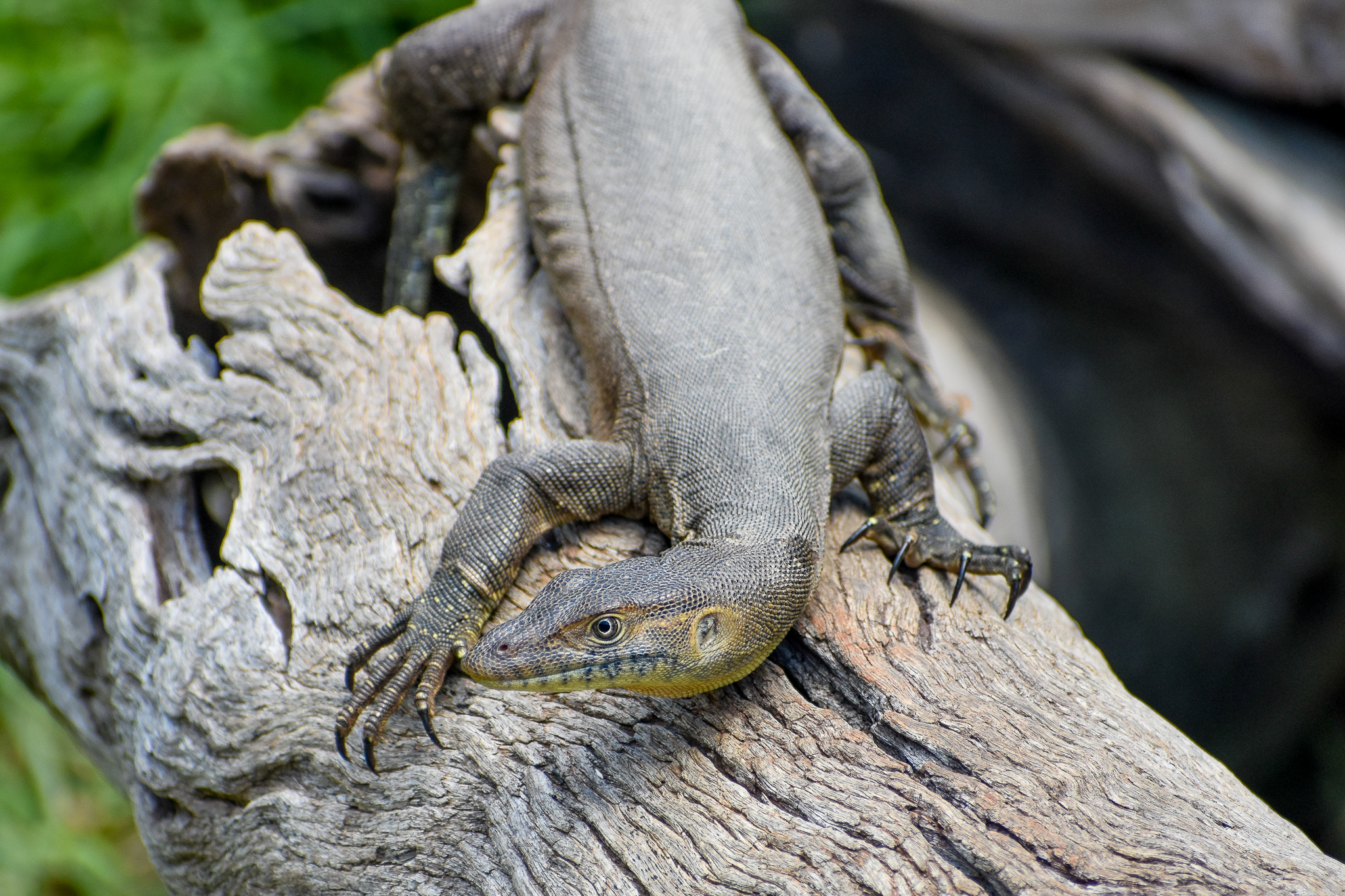 Mertens' Water Monitor (Varanus mertensi)