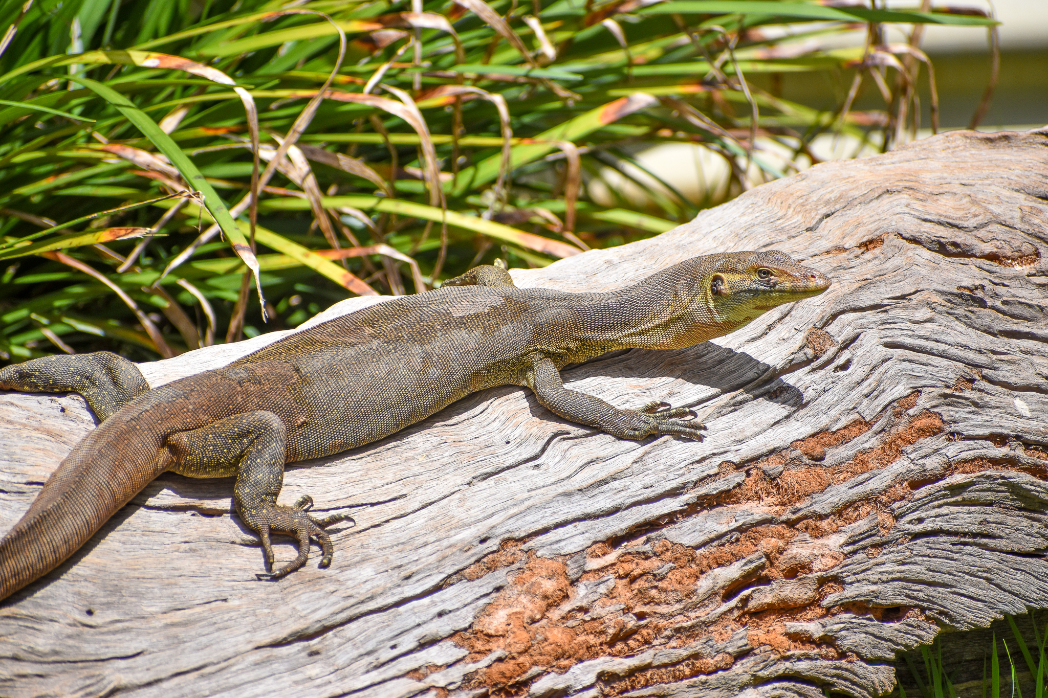 Mertens' Water Monitor (Varanus mertensi)