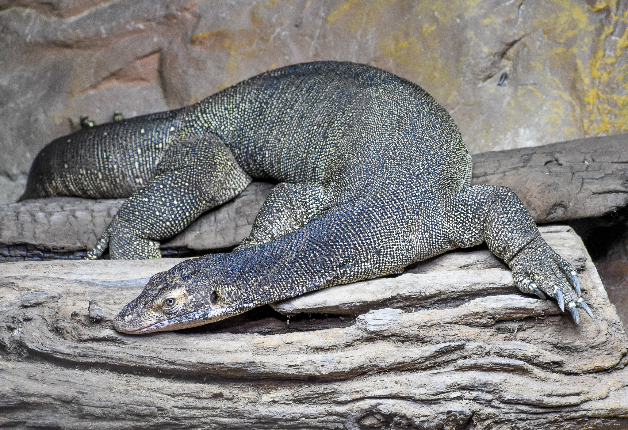 Merten's Water Monitor  (Varanus mertensi)