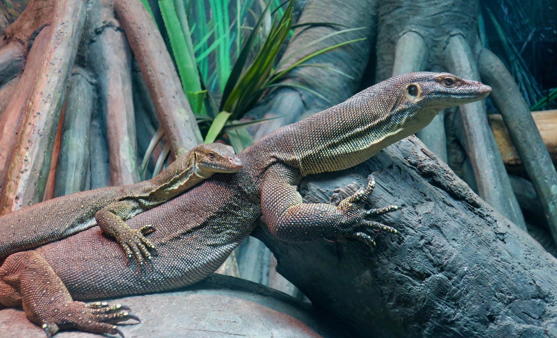 Mertens Water Monitor (Varanus mertensi)