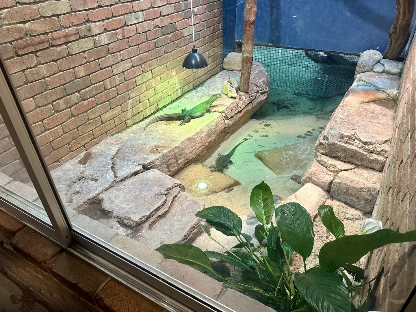 Merten’s water monitor (Varanus mertensi)