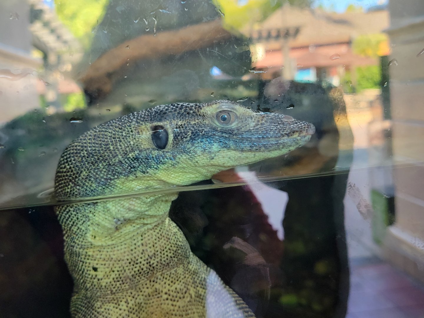 Merten's Water Monitor(Varanus mertensi)