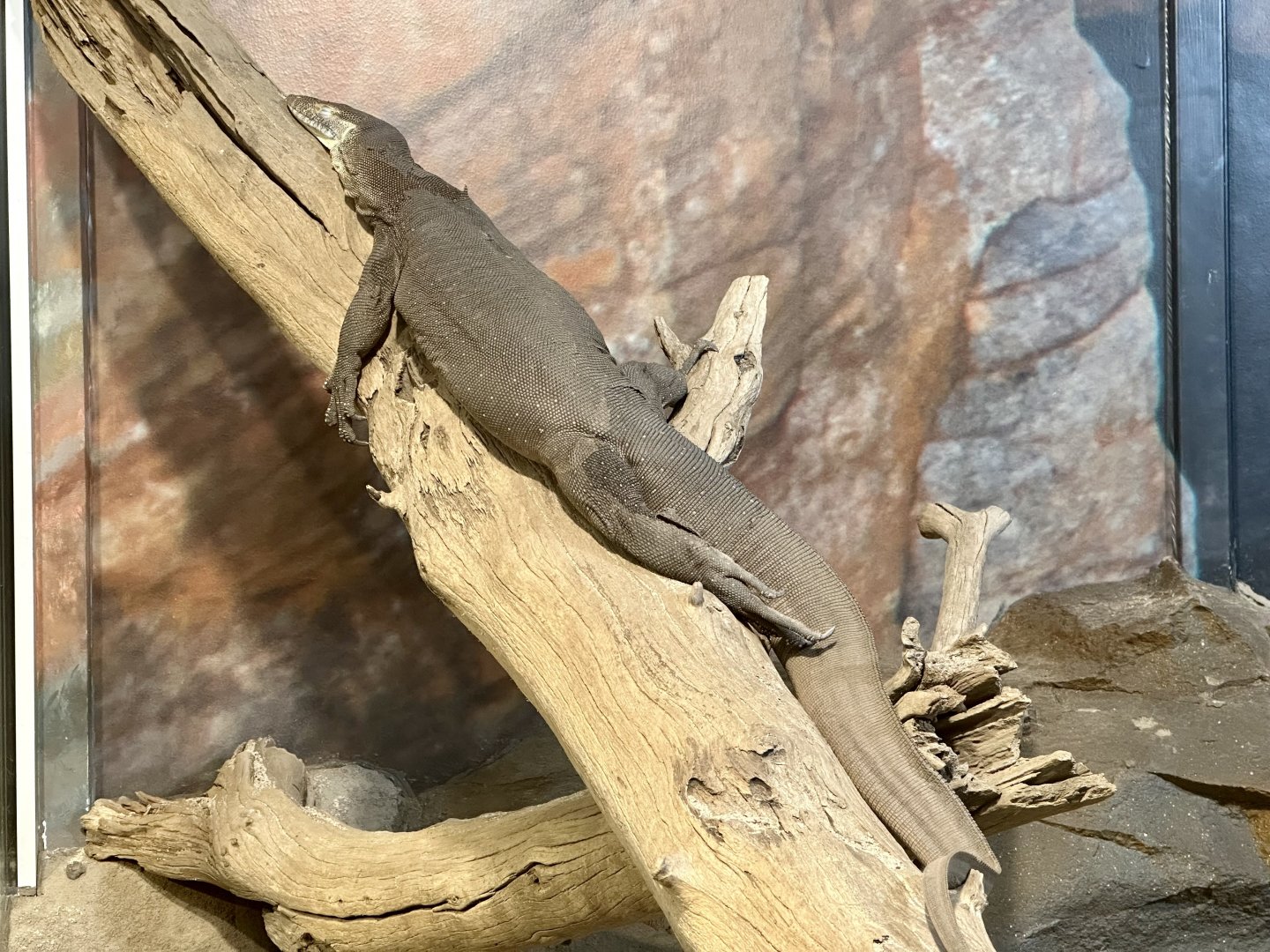 Merten’s water monitor (Varanus mertensi)