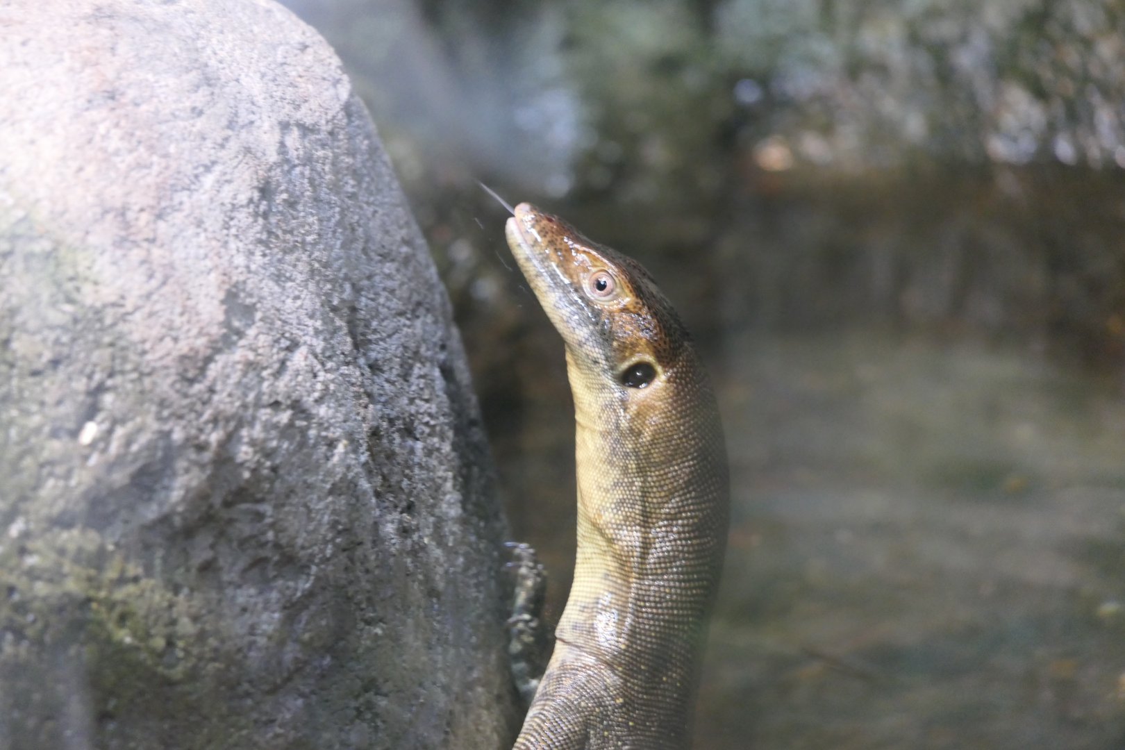 Merten's Water Monitor (Varanus mertensi)