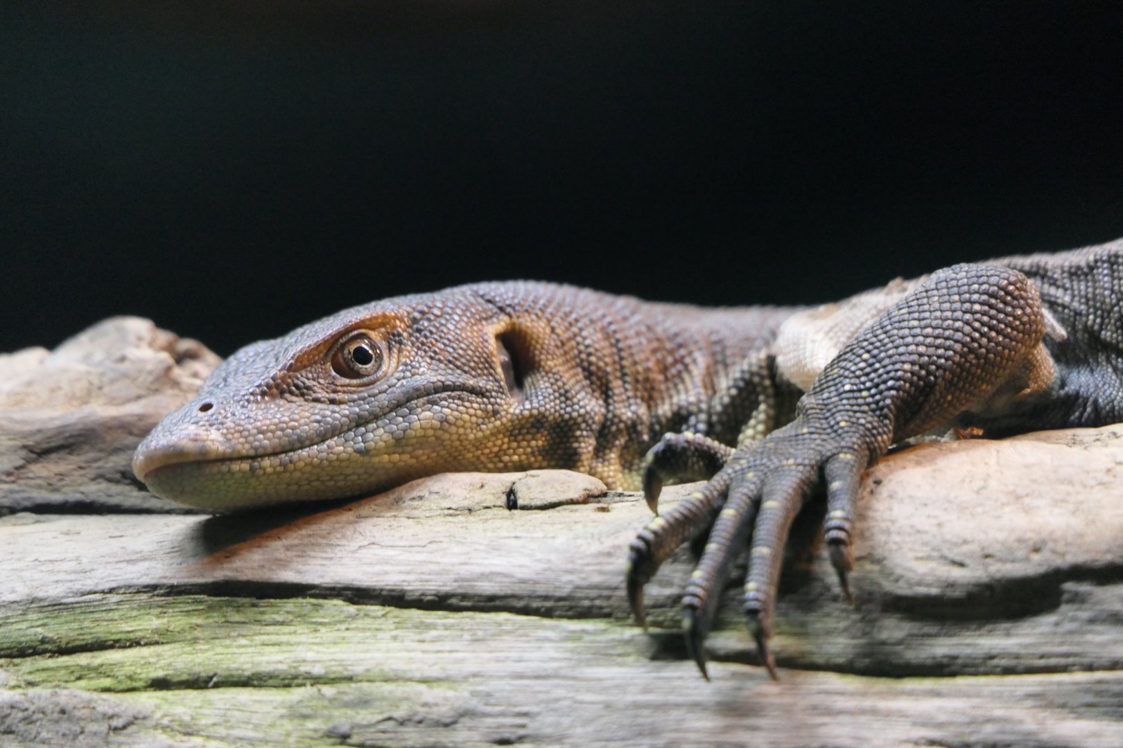 Merten's Water Monitor (Varanus mertensi)