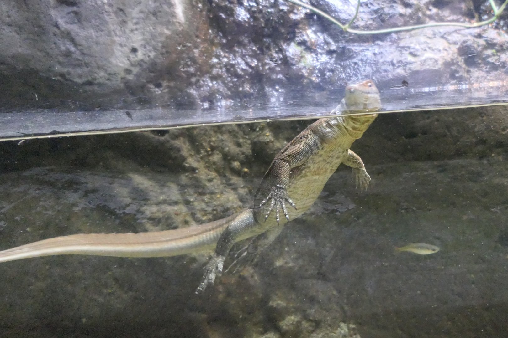 Merten's Water Monitor (Varanus mertensi)