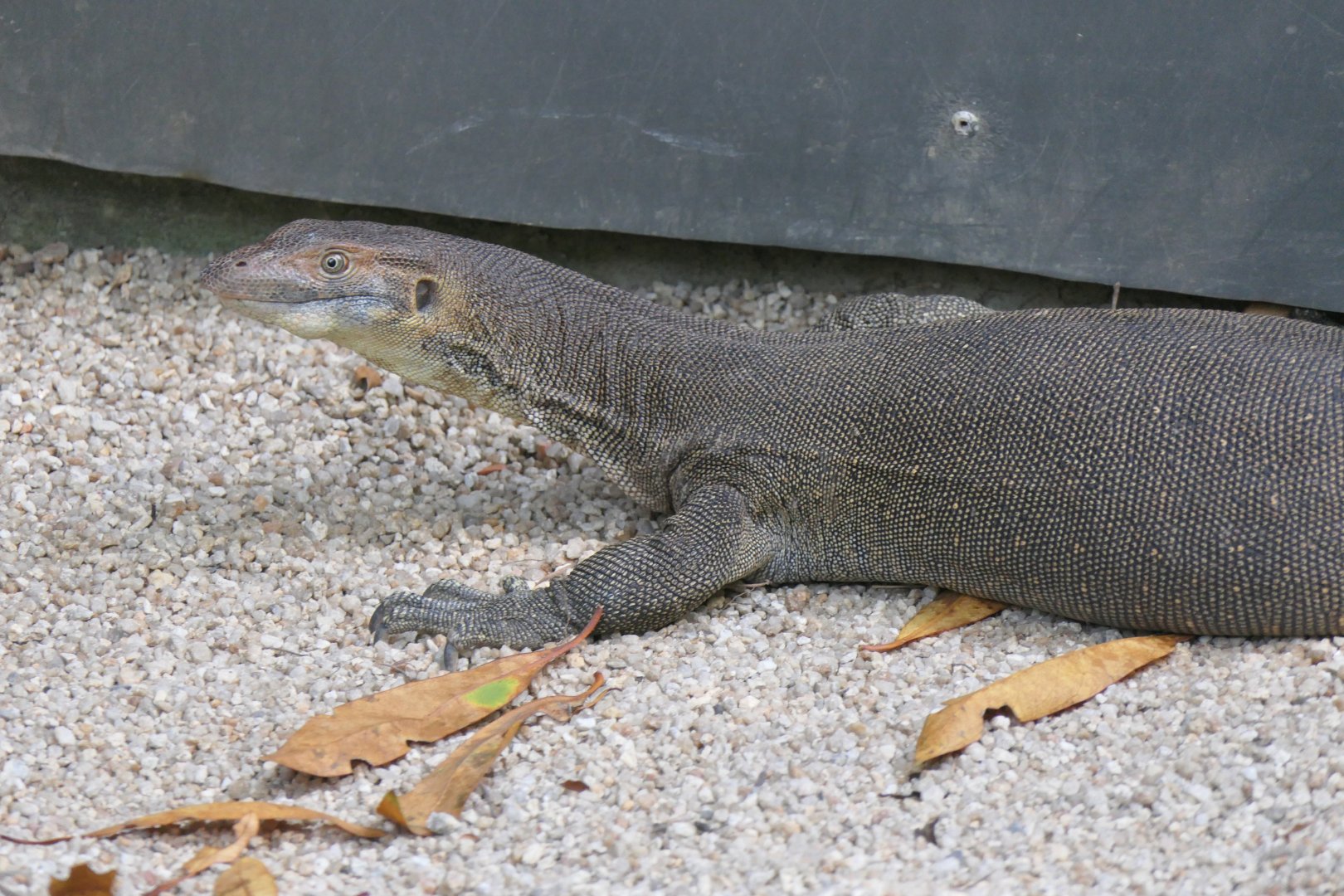 Merten's Water Monitor (Varanus mertensi)