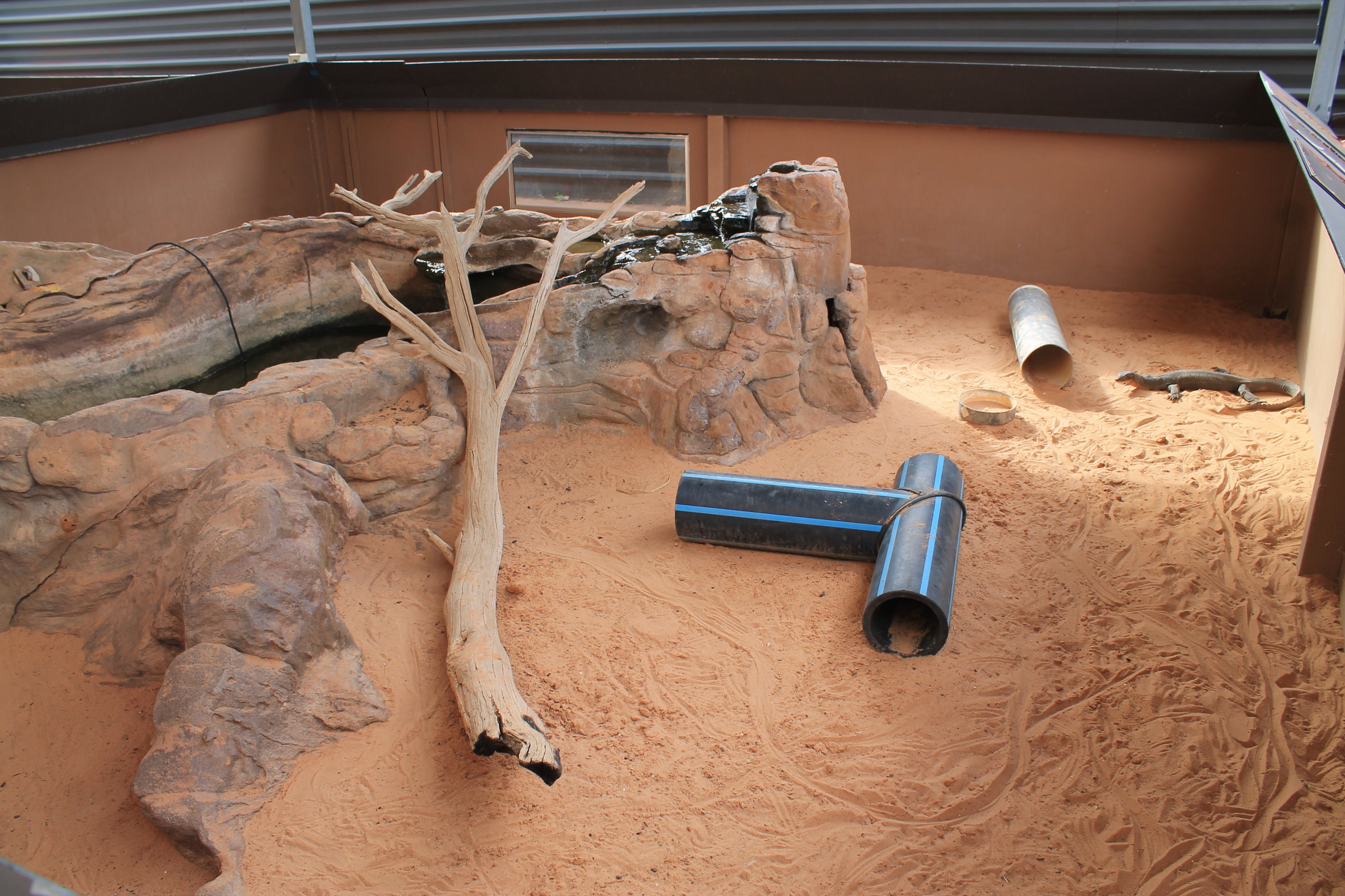 Mertens' Water Monitor (Varanus mertensi)