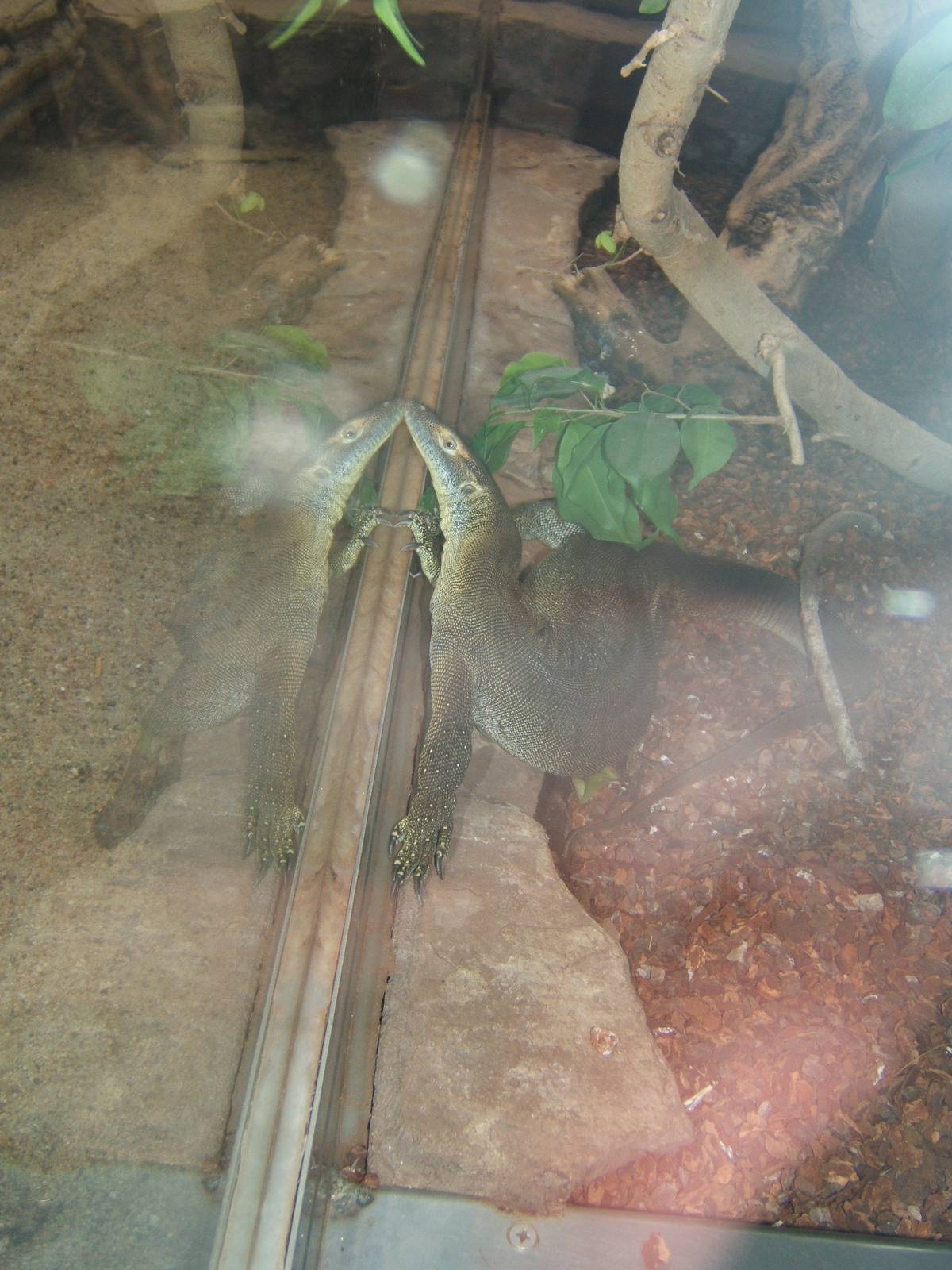 Mertens Water Monitor (Varnus mertensi)