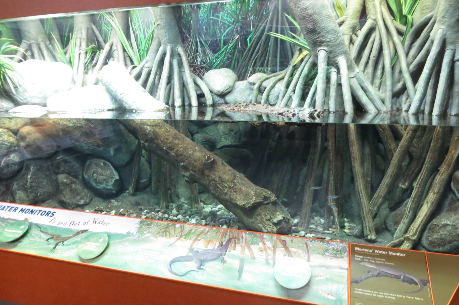 Mertens Water Monitor vivarium 031215
