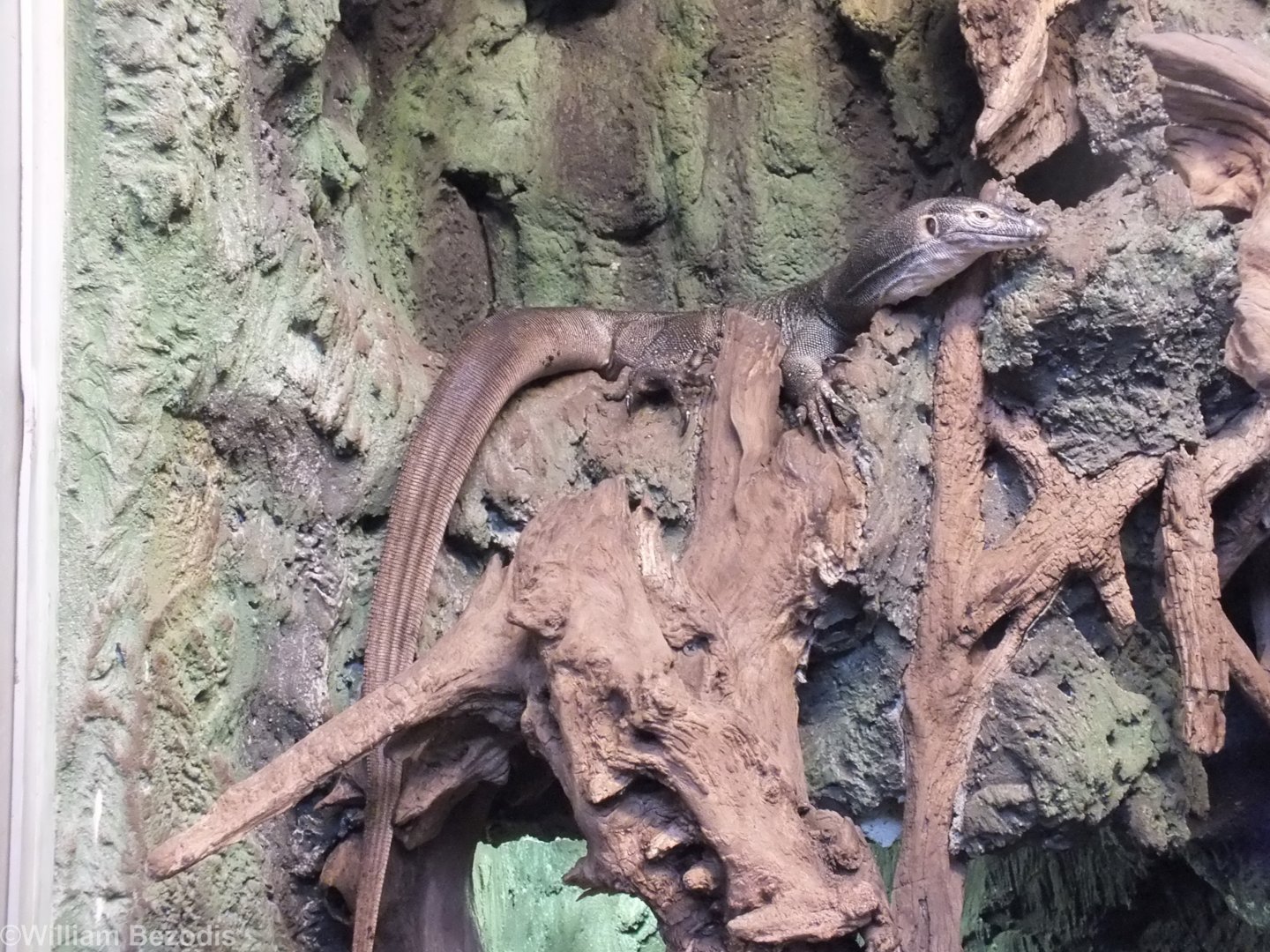 Merten's Water Monitor - Wroclaw Zoo Terrarium
