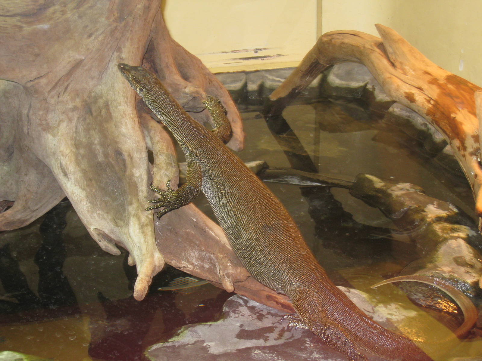 Merten's Water-Monitor