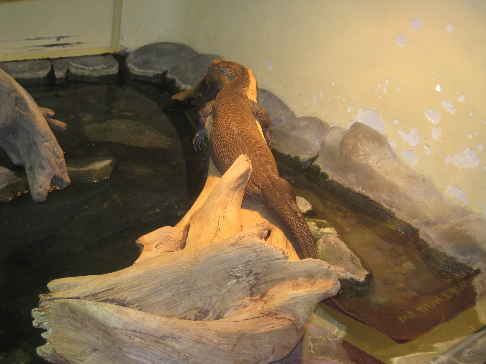 Merten's Water-Monitor